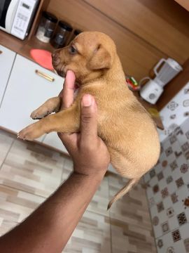 Filhote de Pitbull com Pit monster