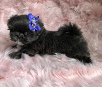 Shih tzu / Filhotes / Fêmeas / Promoção!