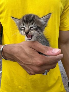 Gatinhos Angorá