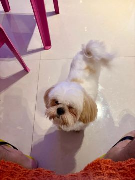 Doa-se Shih Tzu Fofa!