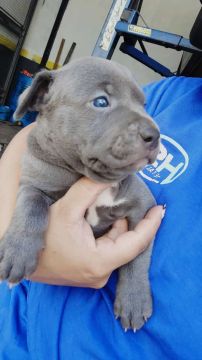 Filhote de Pitbull