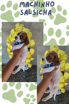 Macho salsicha 