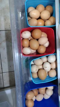 Ovos 