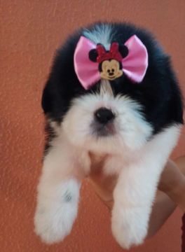 Shih Tzu Fêmeas e um macho - carinhosos