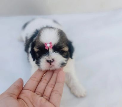 Fêmea Shih Tzu micro