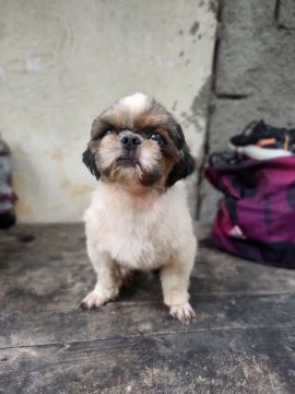 Doação de 2 machos de shihtzu adultos 