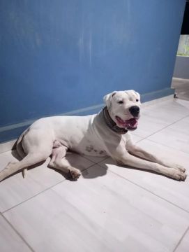Dogo argentino 2 anos
