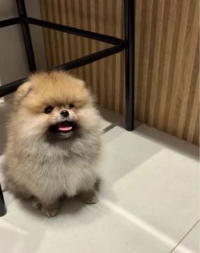Spitz fêmea disponível