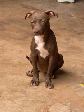 Filhote de Pitbull - Chocolate com Branco