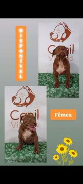 Filhotes de pitmonster