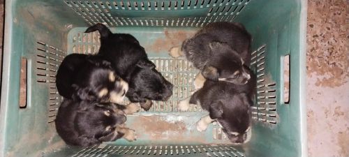 Doação de cachorro filhote