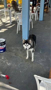 Procuro Husky Siberiana fêmea para cruzar