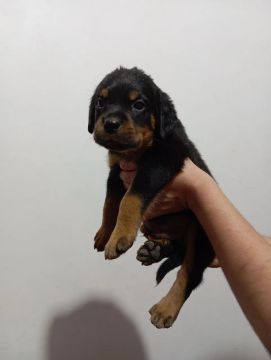 Rottweiler filhote