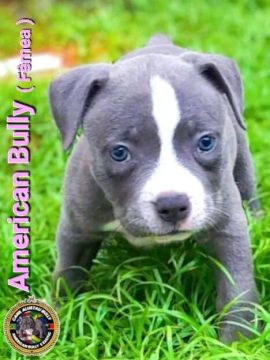 Filhotes American Bully 