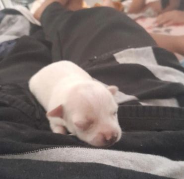 Filhote de cachorro Pinscher 1 branco
