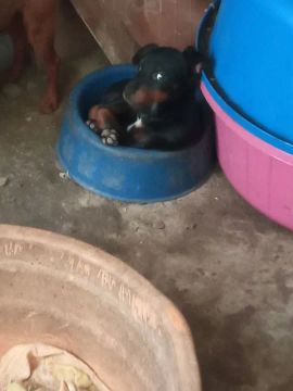 Cachorro 
