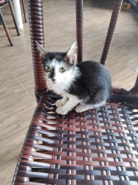 Gatinhos lindos para adoção
