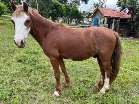 Cavalo petiço 