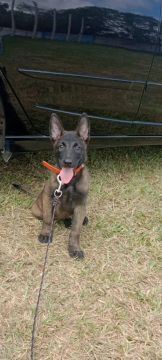 Filhote de Pastor belga malinois 