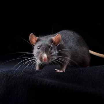 Ratinho 