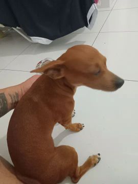 Filhote de Pinscher