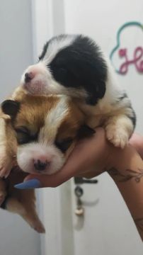 Filhotes de Welsh Corgi Pembroke, Machos e fêmeas disponíveis