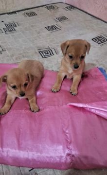 Dois filhotes de cachorro pinscher 