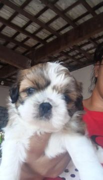 Vende-se filhote da raça Shih Tzu Macho 