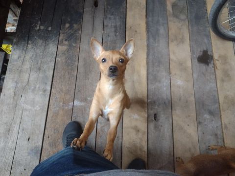 Procuro Pinscher macho pra cruzar com minha cachorrinha 