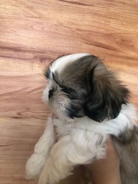 Filhote Shih Tzu Macho (raça pura)