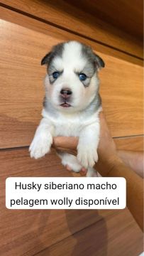 Husky Siberiano Macho - Pelagem Wolly