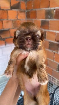 Fêmea de shih tzu linhagem fígado 