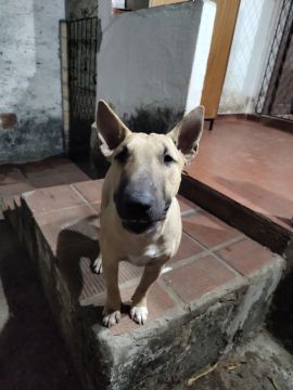 Filhote de Bull Terrier Inglês