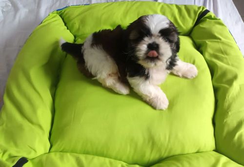 Cachorro shitzu lindo ganha caminha 