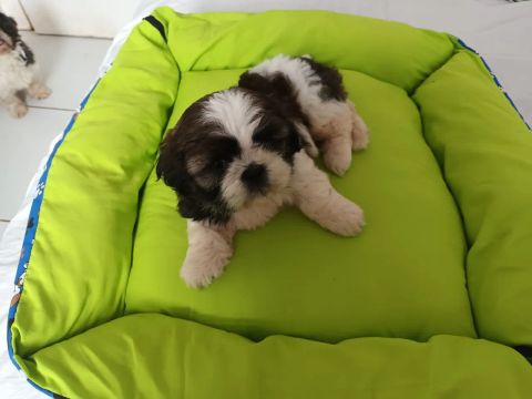 Cachorro shitzu lindo ganha caminha 