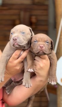 Filhote macho de Pit Monster