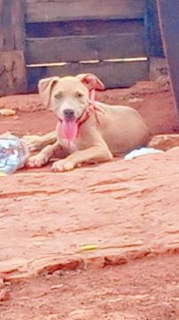 Filhote de Pitbull