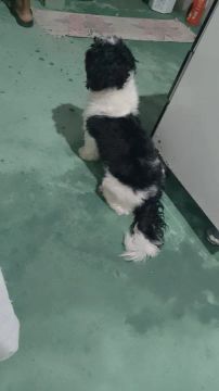 Cachorro lindo, dócil e brincalhão
