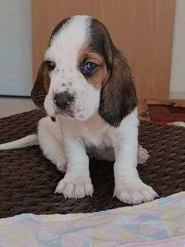 Basset Hound lindos vacinados
