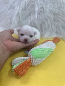 Chihuahua Micro Branco e Caramelo Fêmea - Extremamente Fofo e Carinhoso! 