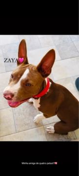 American Bully - linda 