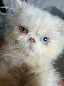 Procuro namorada Gato Persa