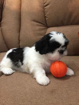 Shih tzu fêmea adora uma bolinha 