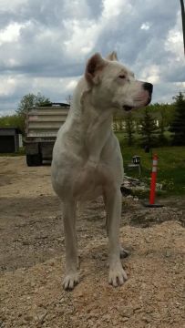 Vendo ou troco casal de dogo argentino com 2 anos cada 