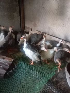 Pintinho de Angola 