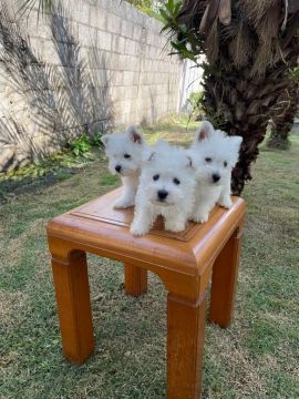 Três filhotes West Highland White Terrier - reserva 