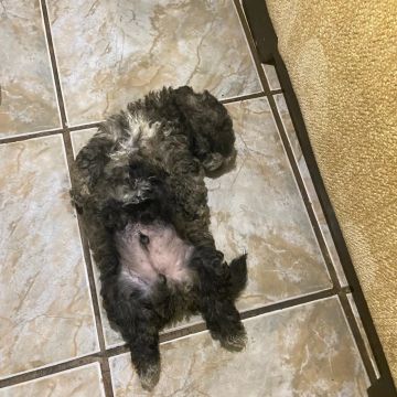 Filhote de Poodle