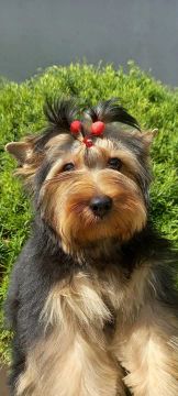 Yorkshire Terrier Fêmea