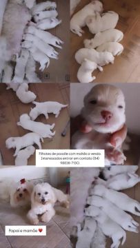 Filhotes de Poodle e Maltês