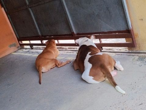 Alguém interessado em cruzar uma Pitbull fêmea com o meu 